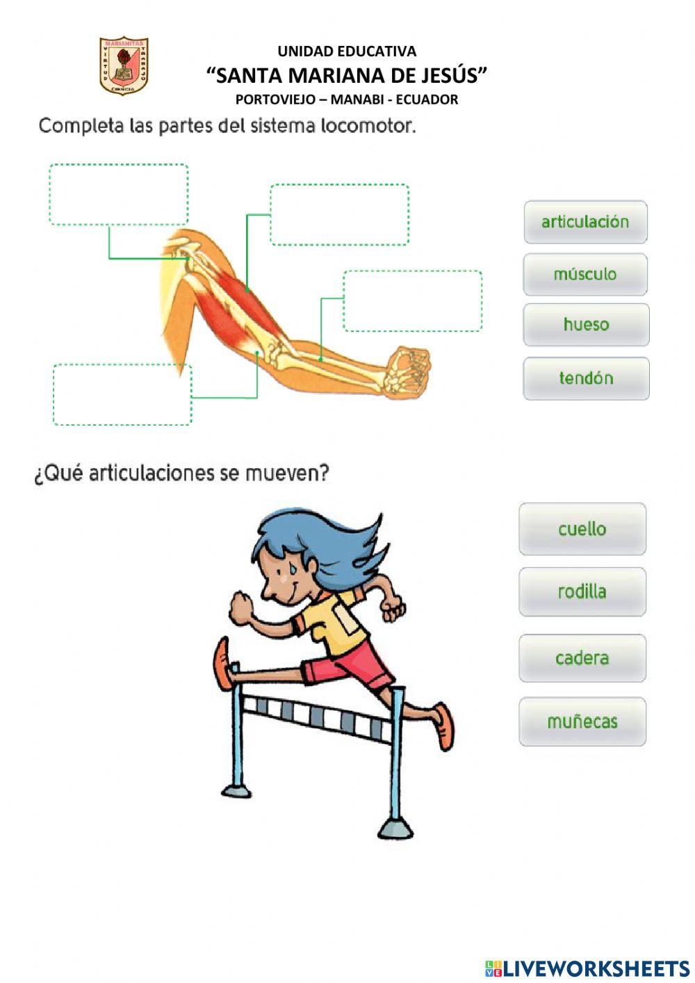 La Locomoción del Ser Humano