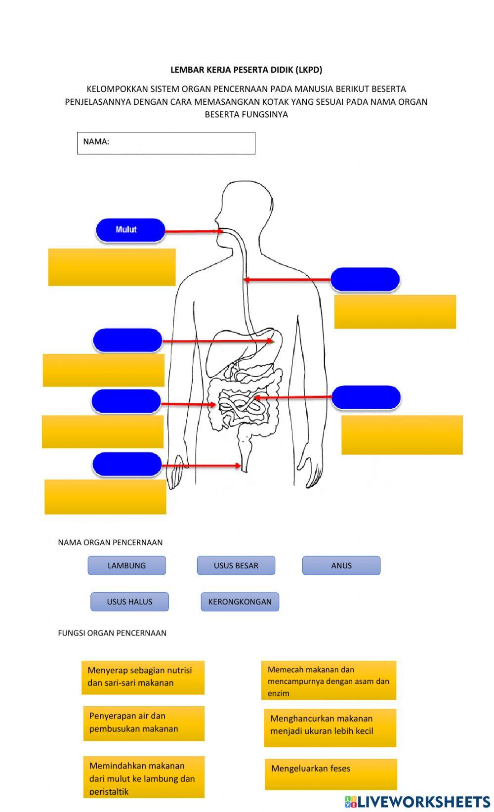 Organ pencernaan dan fungsinya