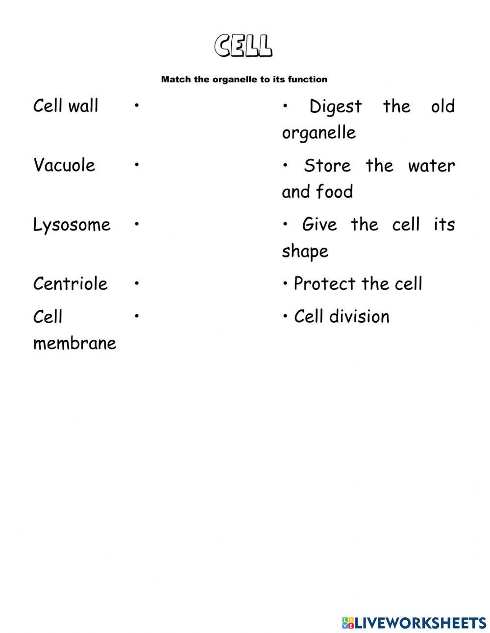Cell, tissue and organ