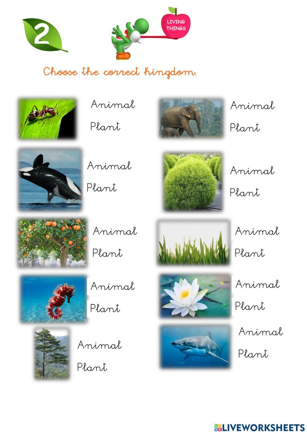 Animal or plant