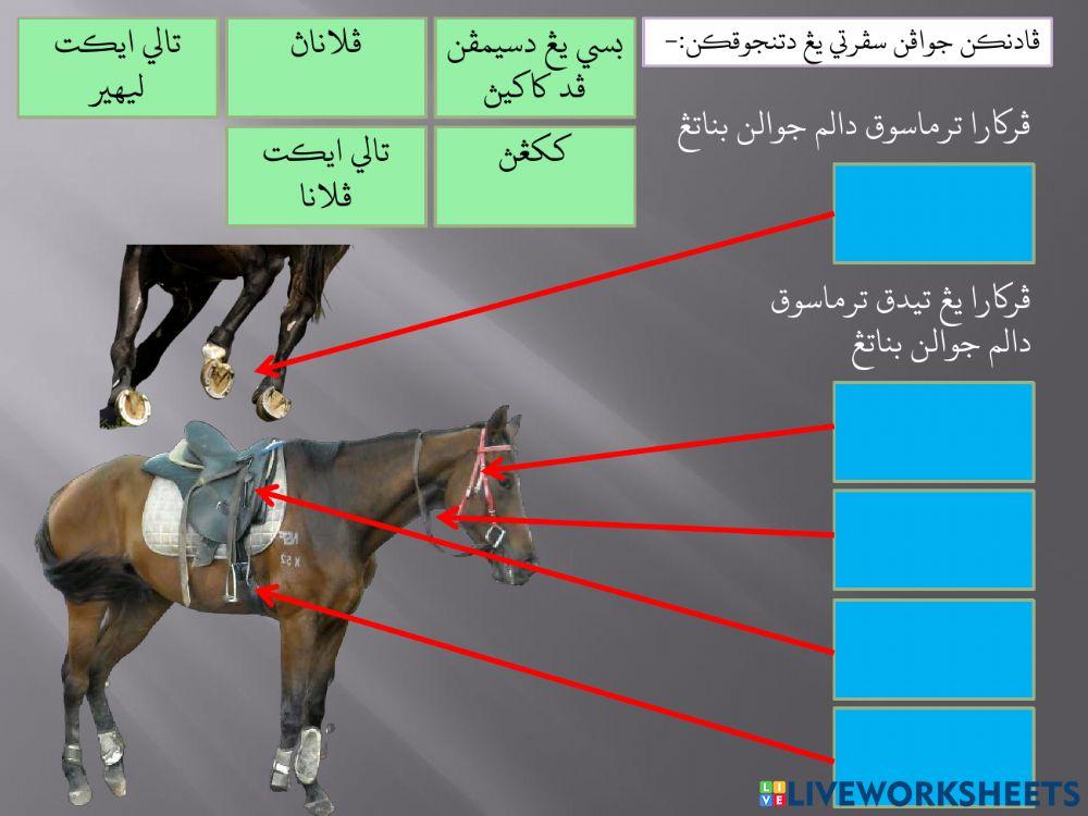 Perkara Termasuk& Tidak Termasuk Jualan Binatang