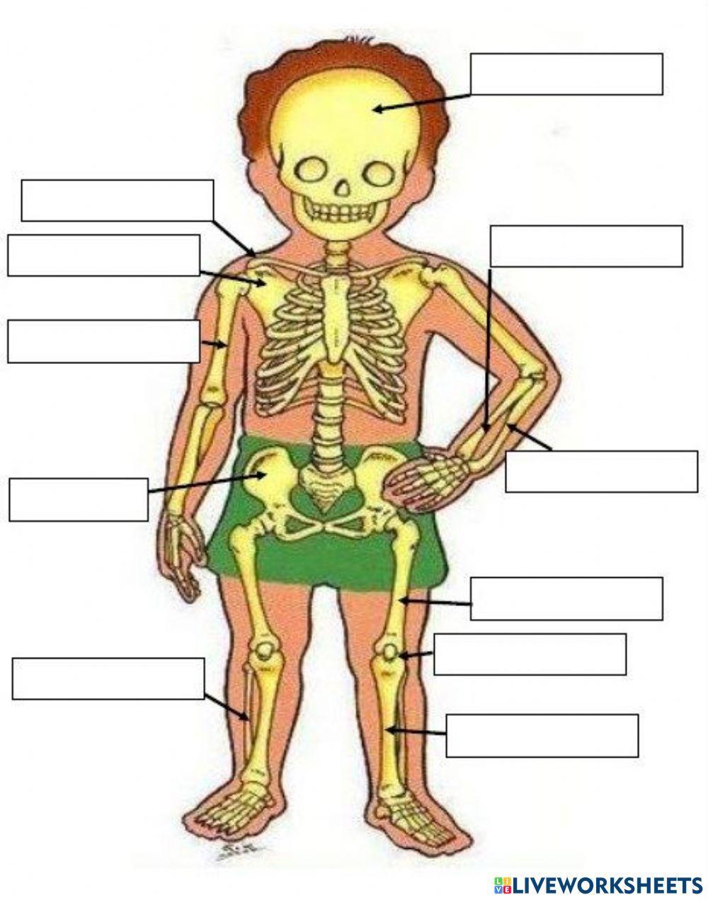 Sistema óseo del ser humano.