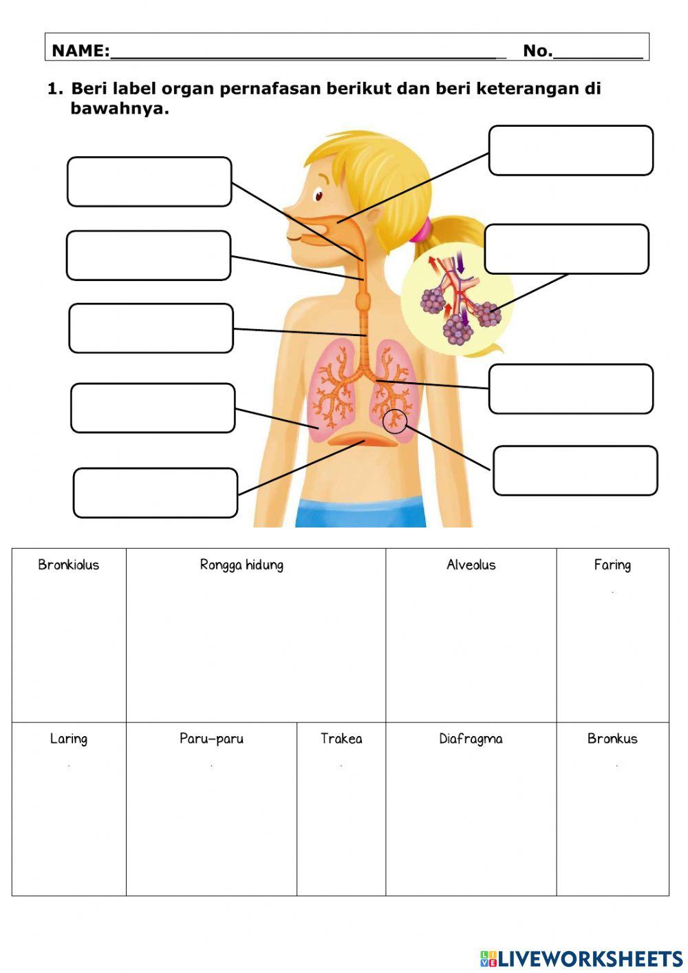 Organ pernafasan manusia