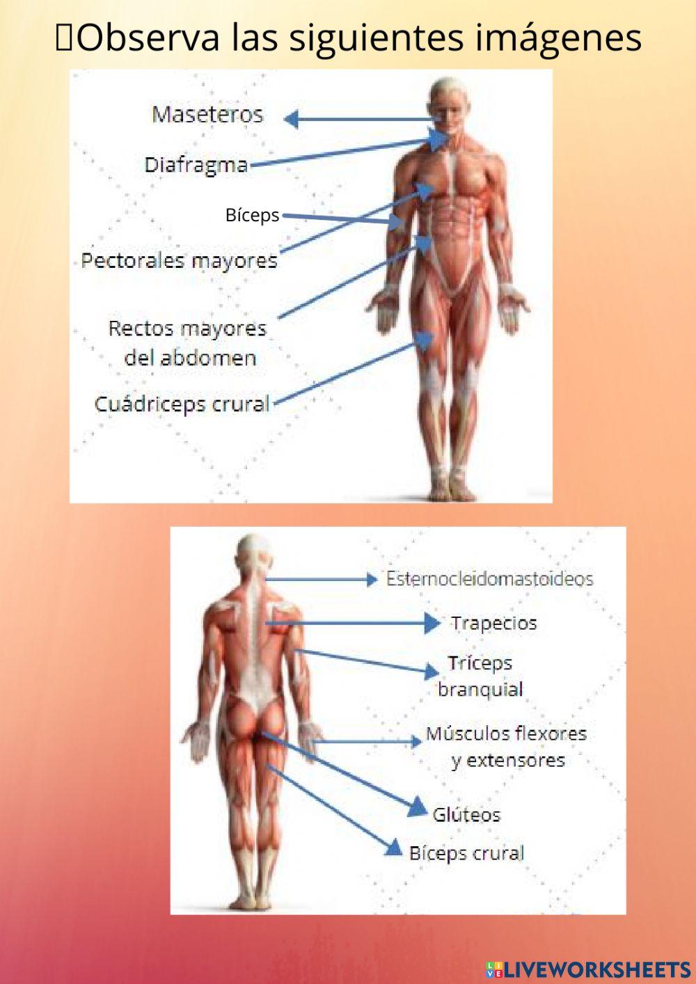 Cuerpo Humano