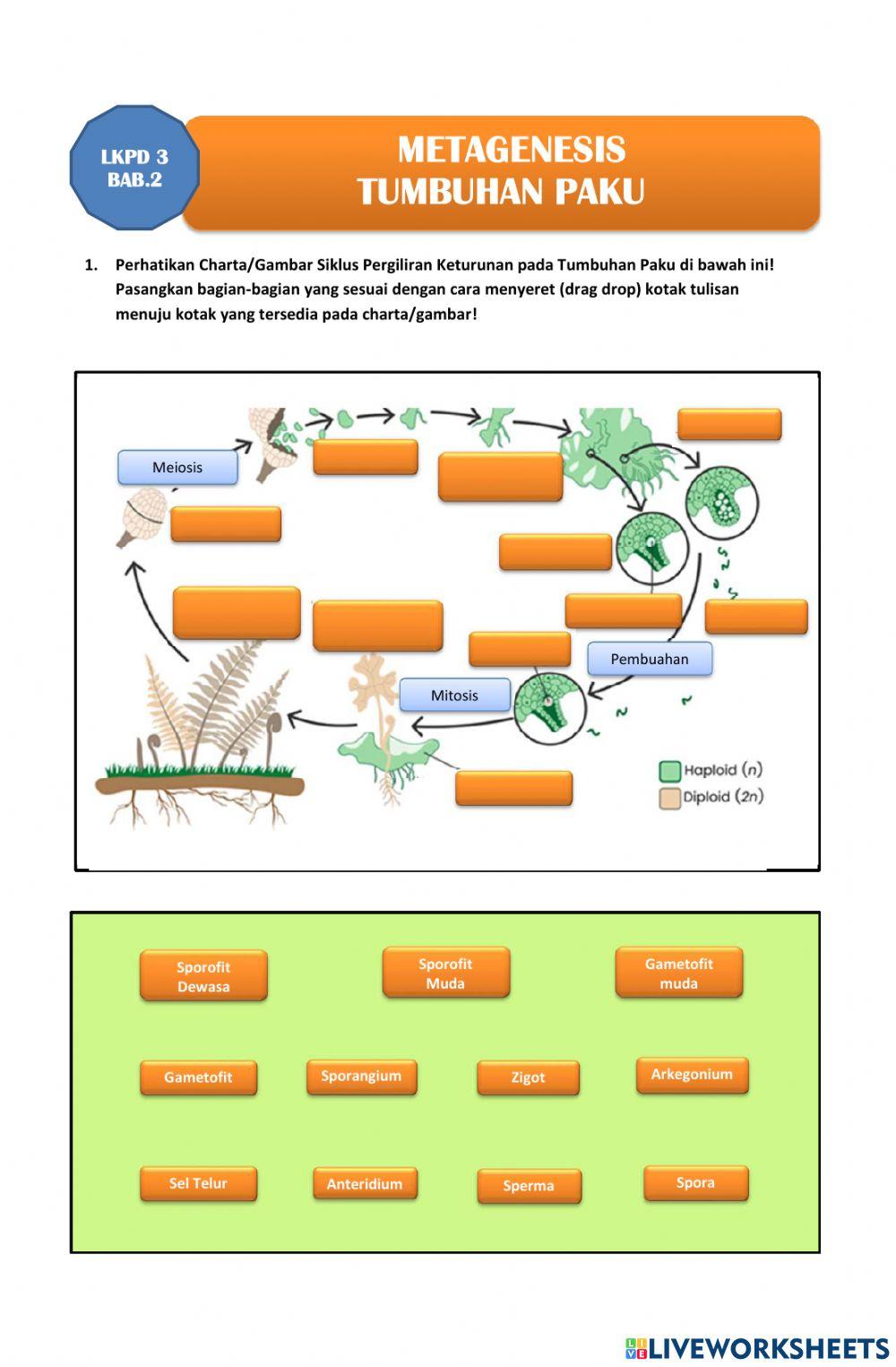KLPD 3-Metagenesis Tumbuhan Paku