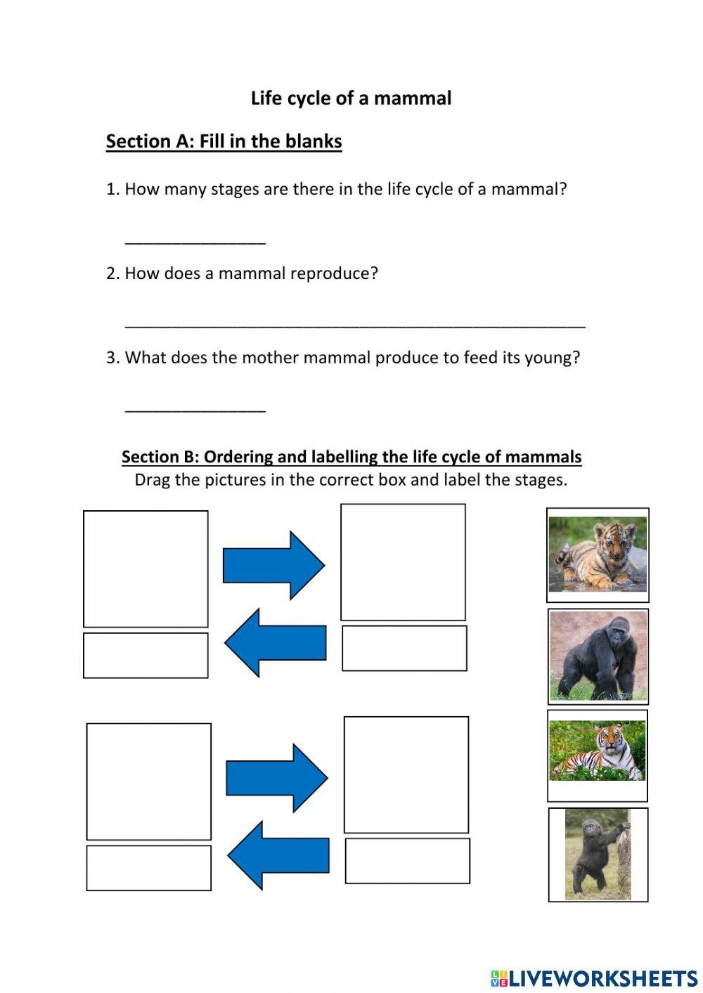 Life cycle of mammal (unable to write correct answers for drag and drop)