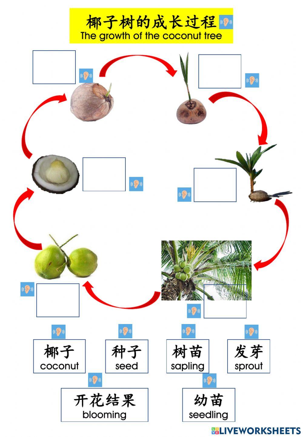 椰子树成长过程