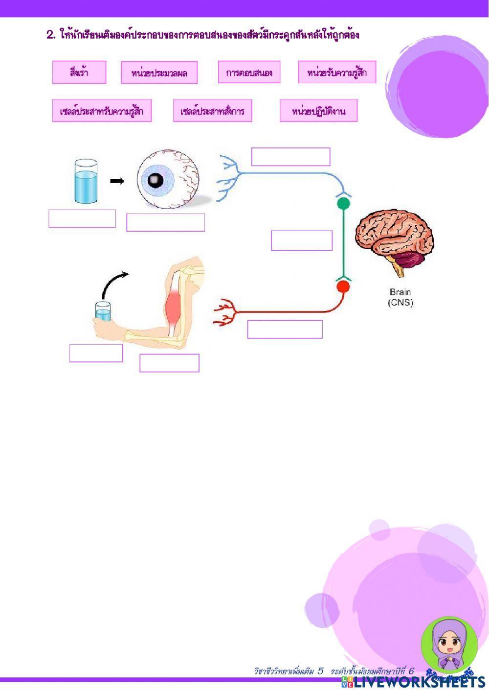 ระบบประสาทของสัตว์