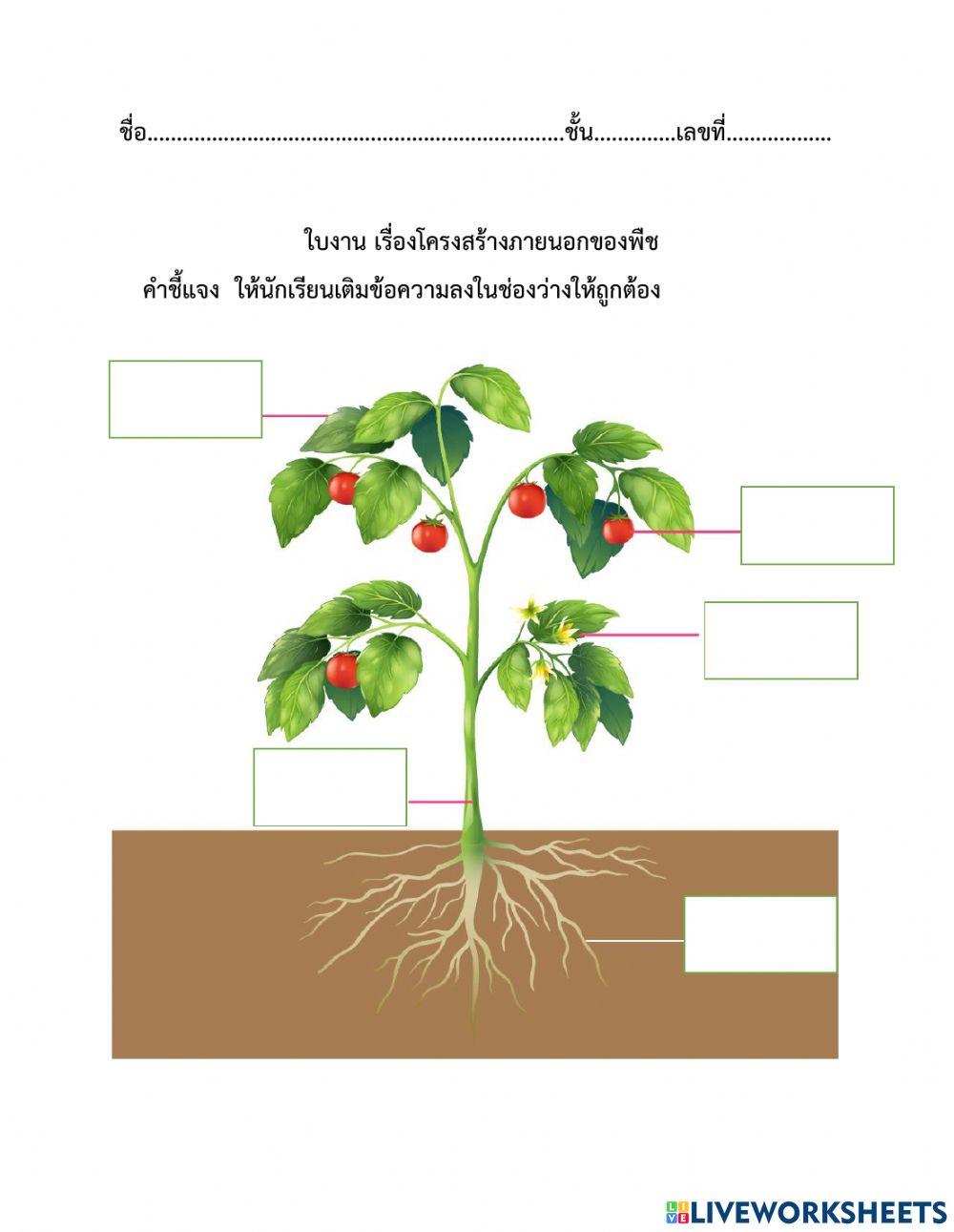 ใบงานโครงสร้างภายนอกพืช