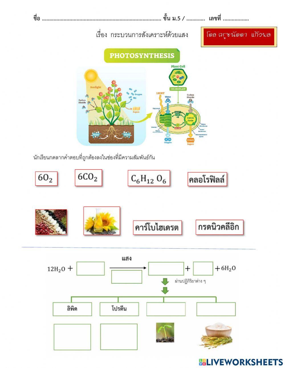 สังเคราะห์ด้วยแสง