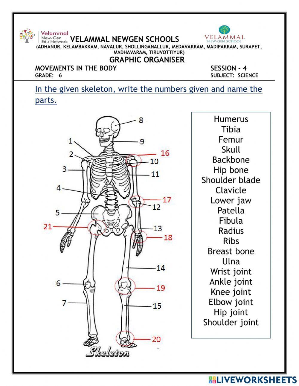 Label the skeleton