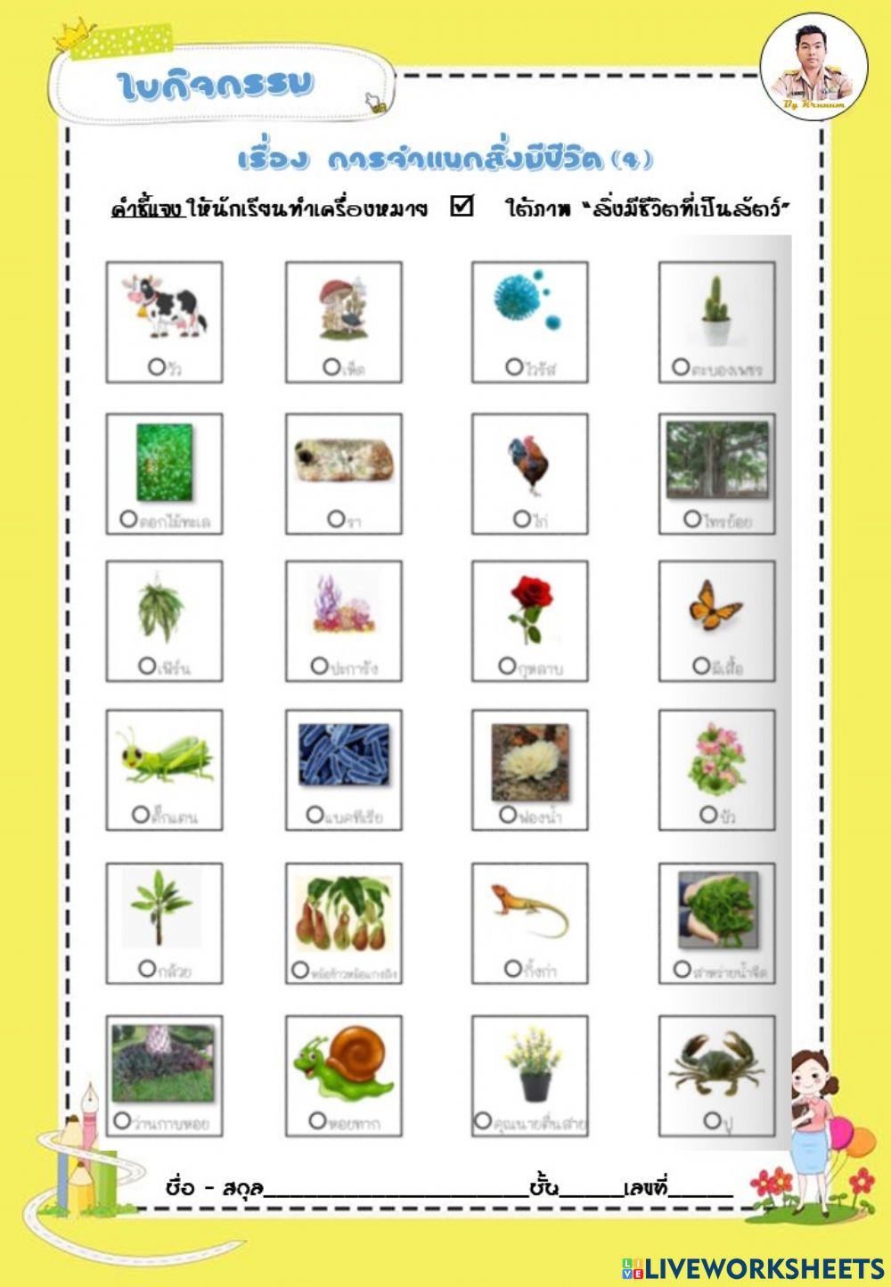 จำแนกแส่งมีชีวิต 4
