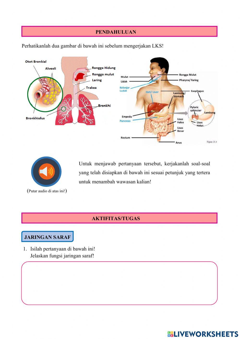 LKS 2 Jaringan Hewan