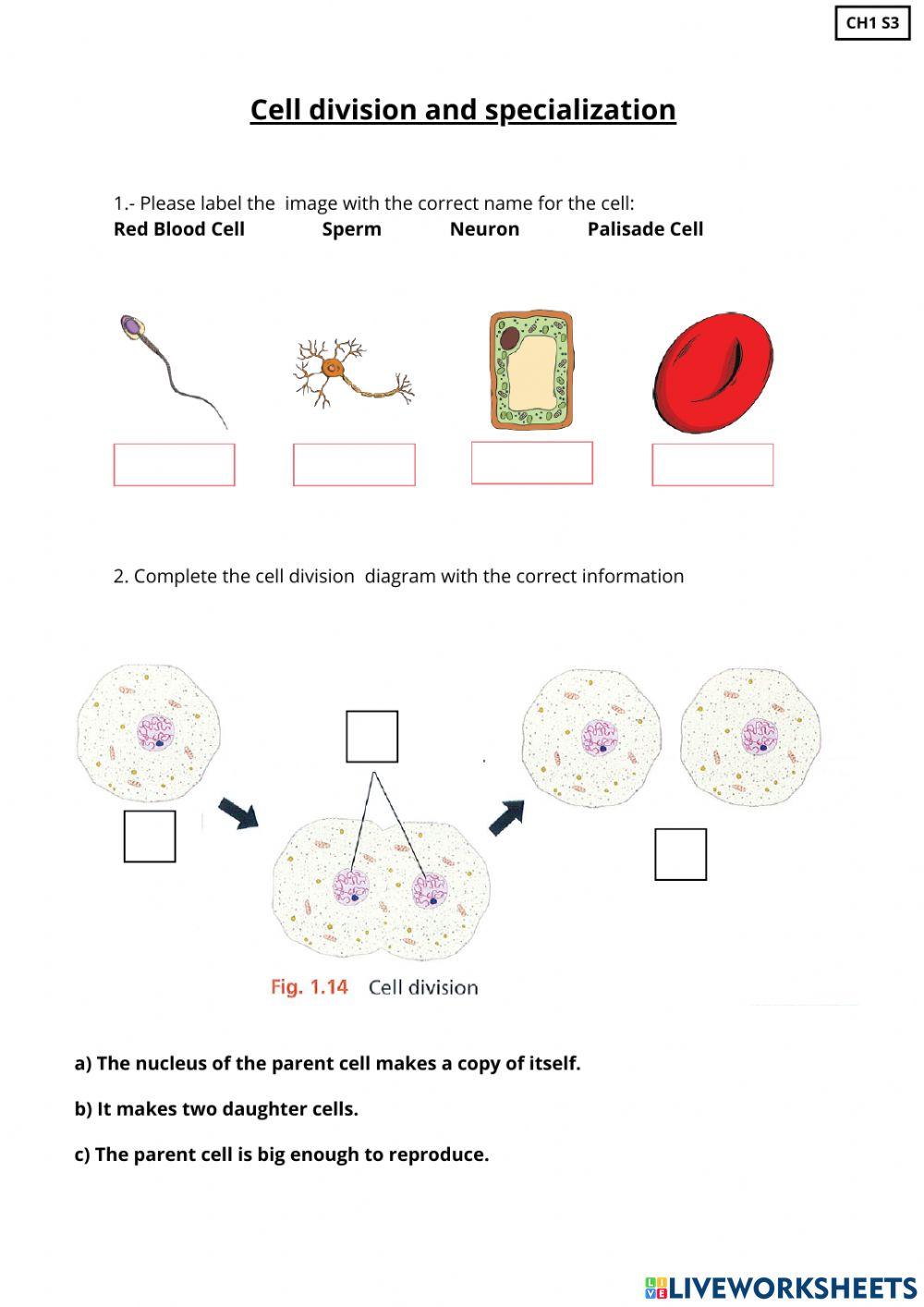 Cell Cycle Worksheet Label Biology Diagrams