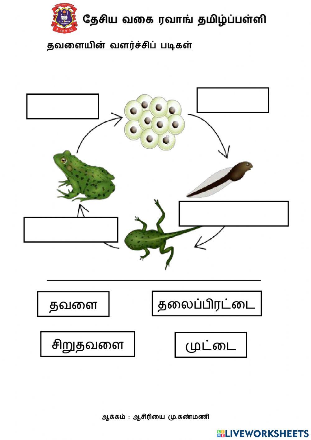 தவளையின் வளர்ச்சிப் படிகள்