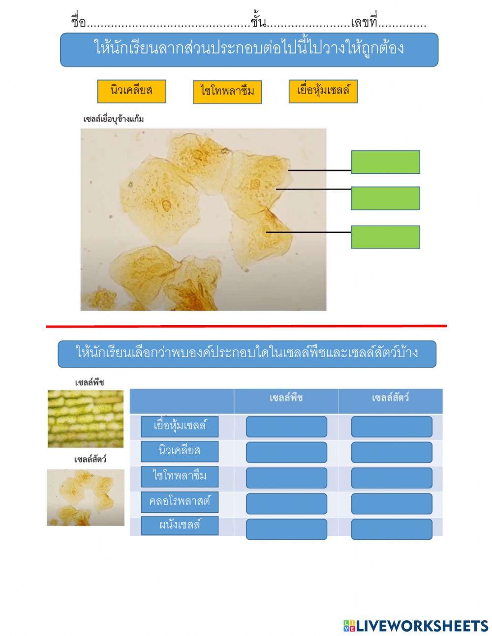 เซลล์สัตว์ ความแตกต่าง