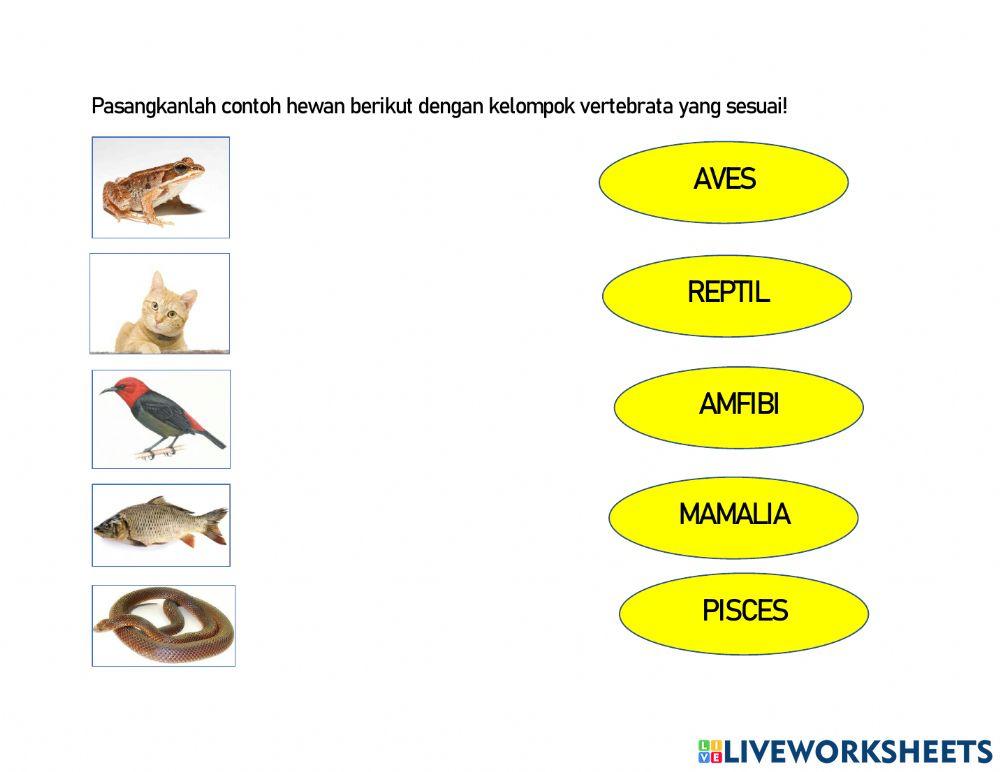 Klasifikasi kingdom animalia