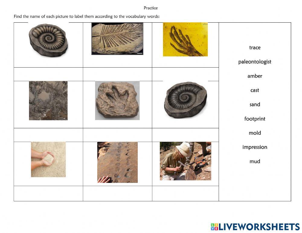 Fossils vocabulary