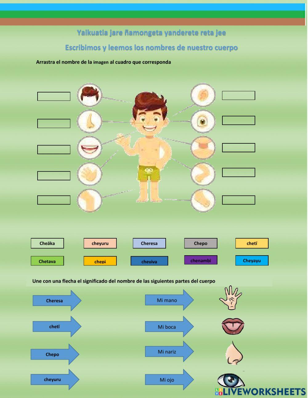 Las partes del cuerpo en guaraní