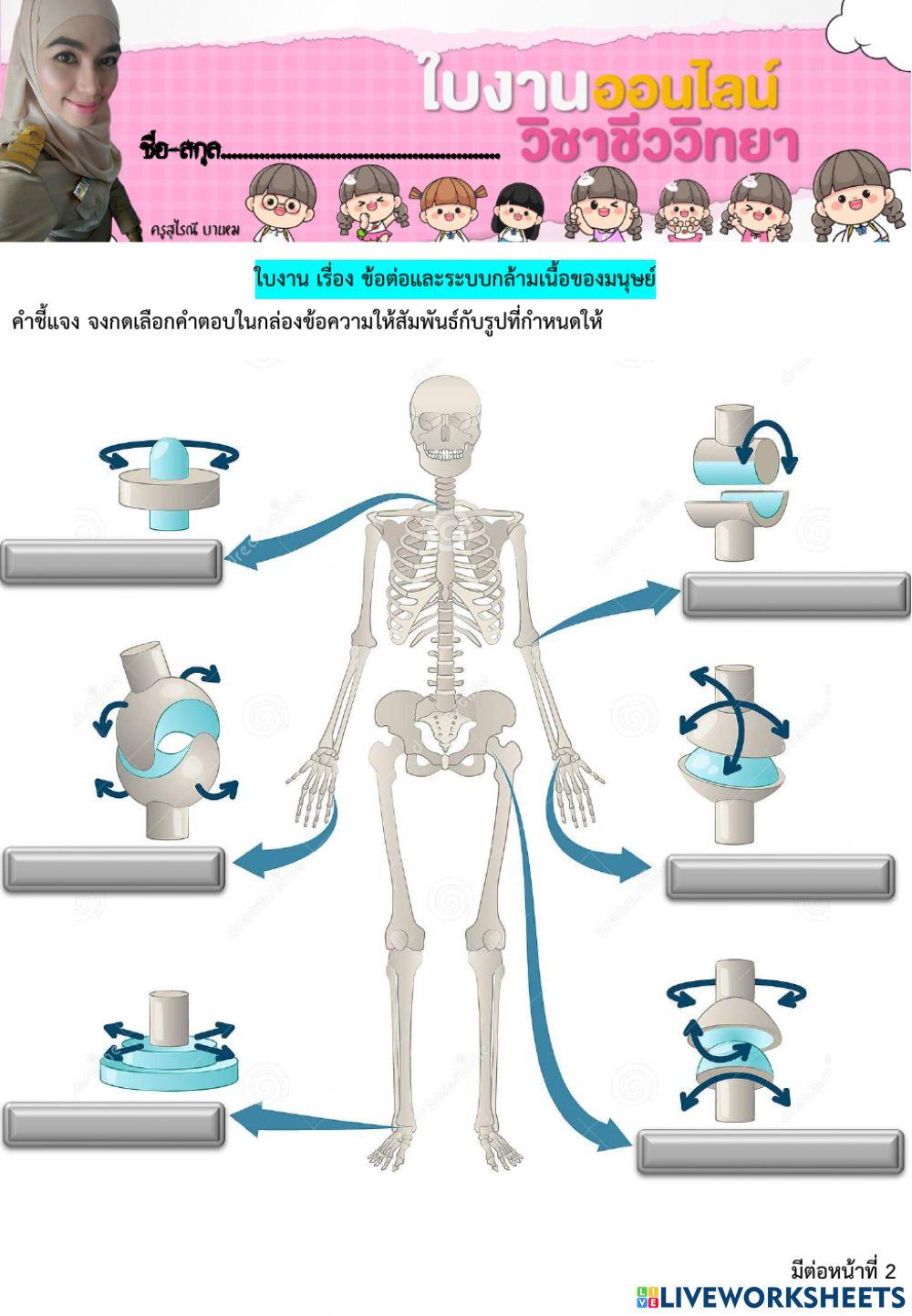 ใบงาน ข้อต่อและระบบกล้ามเนื้อ