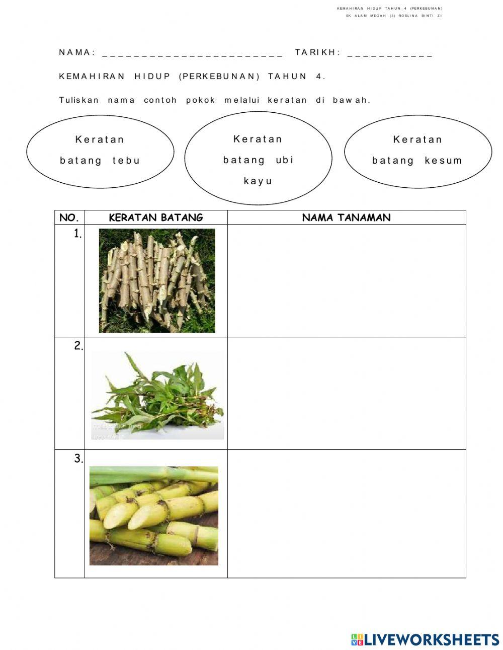 Keratan batang dan keratan umbi