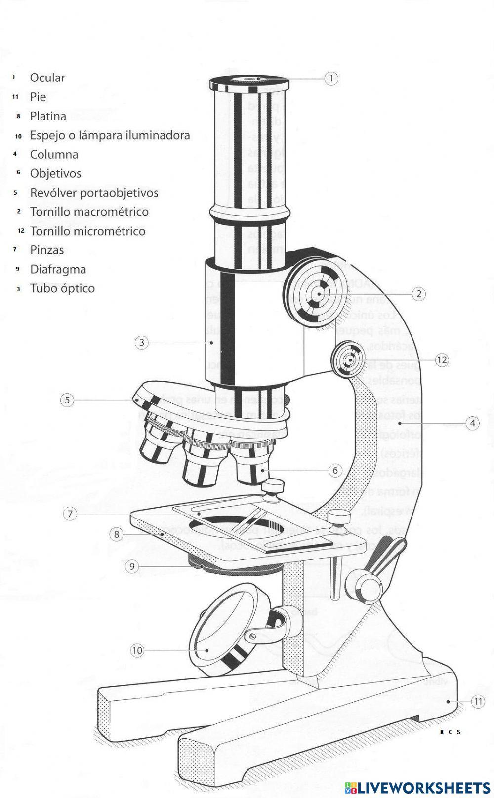 ส่วนประกอบของกล้องจุลทรรศน์