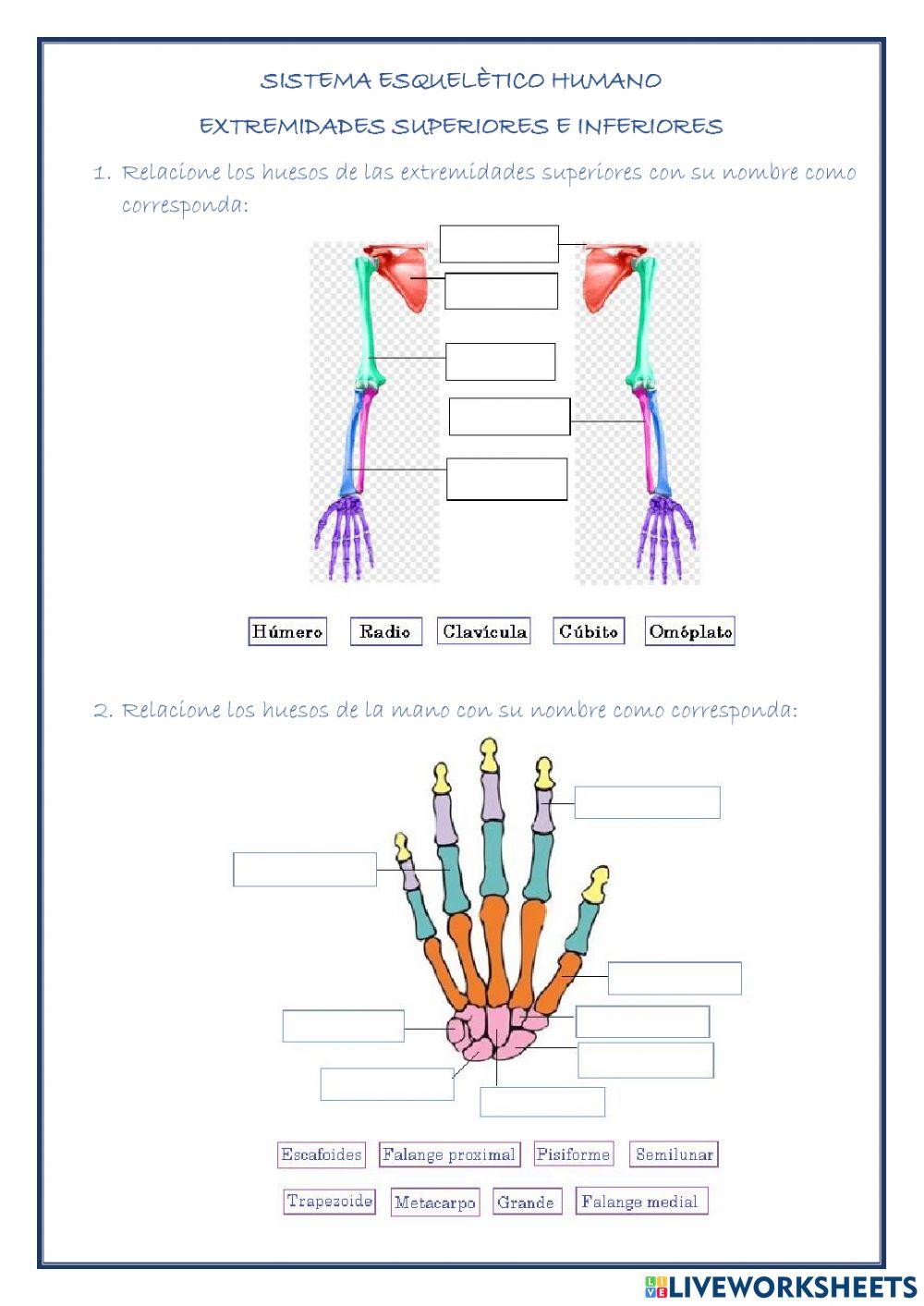 Extremidades inferiores y superiores