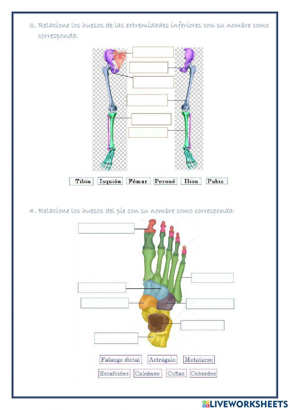 Extremidades inferiores y superiores