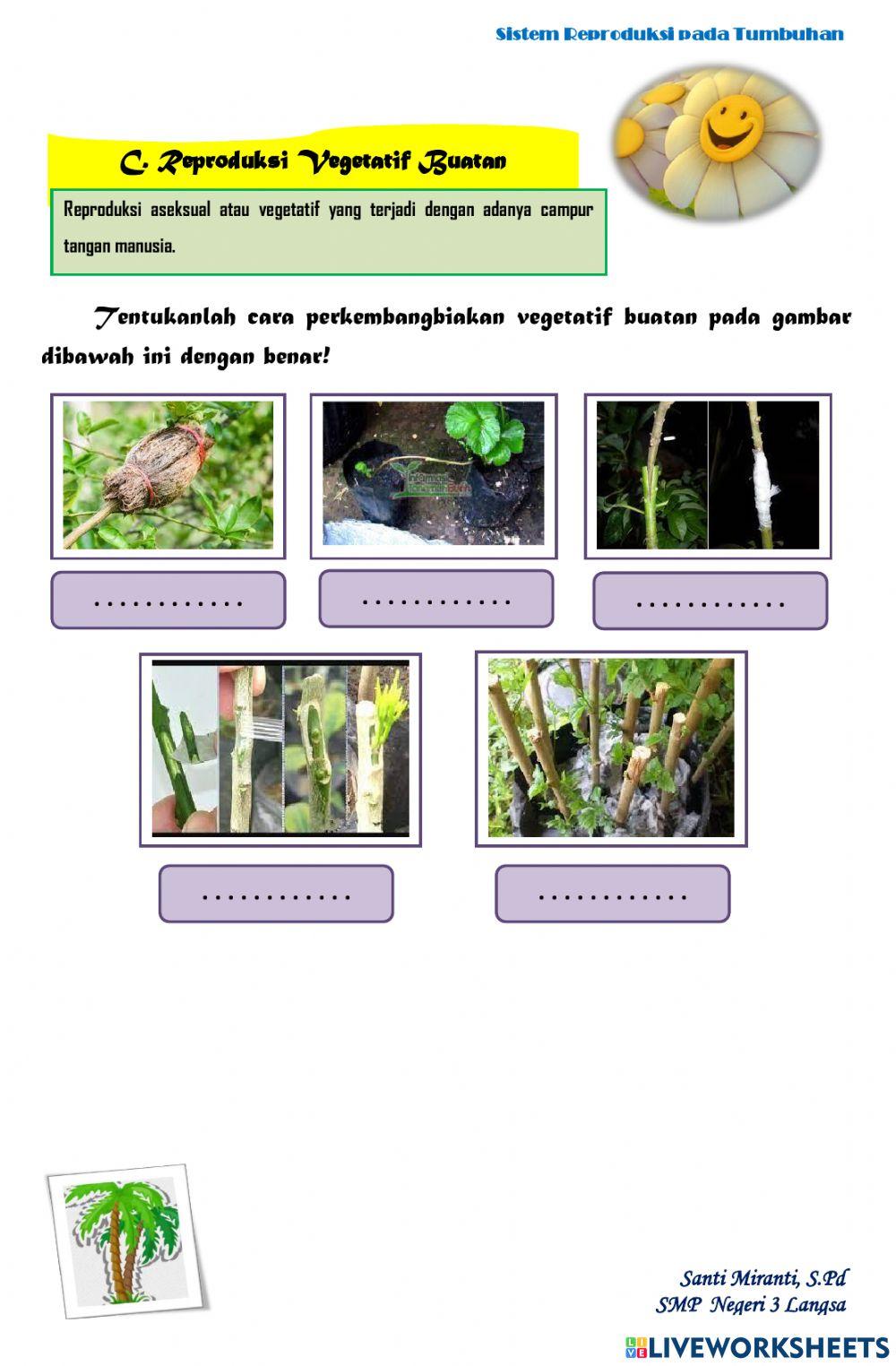 Perkembangbiakan vegetatif pada angiospermae