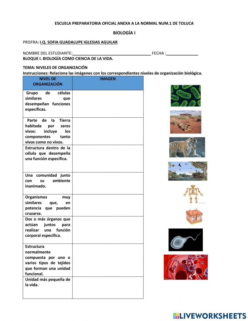 Niveles de organización