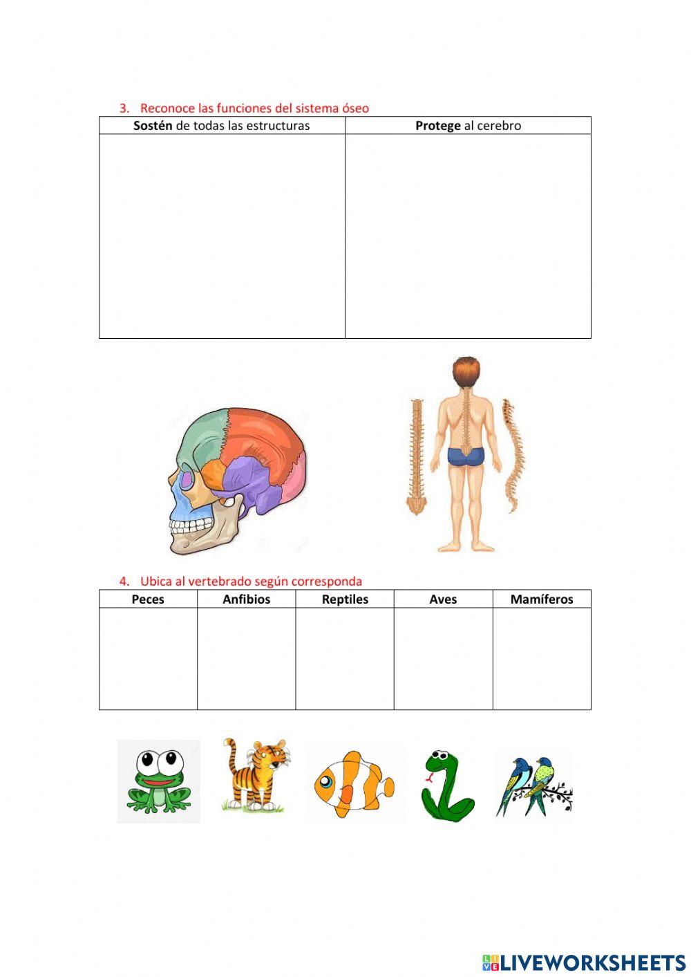 Prueba diagnóstica CCNN 5to EGB