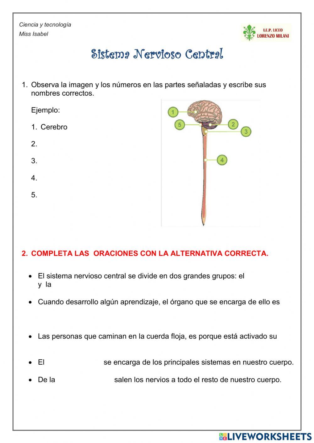 Sistema nervioso central