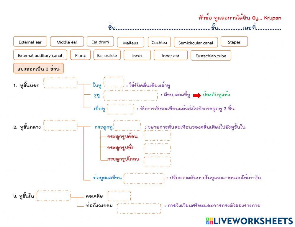 โครงสร้างของหู