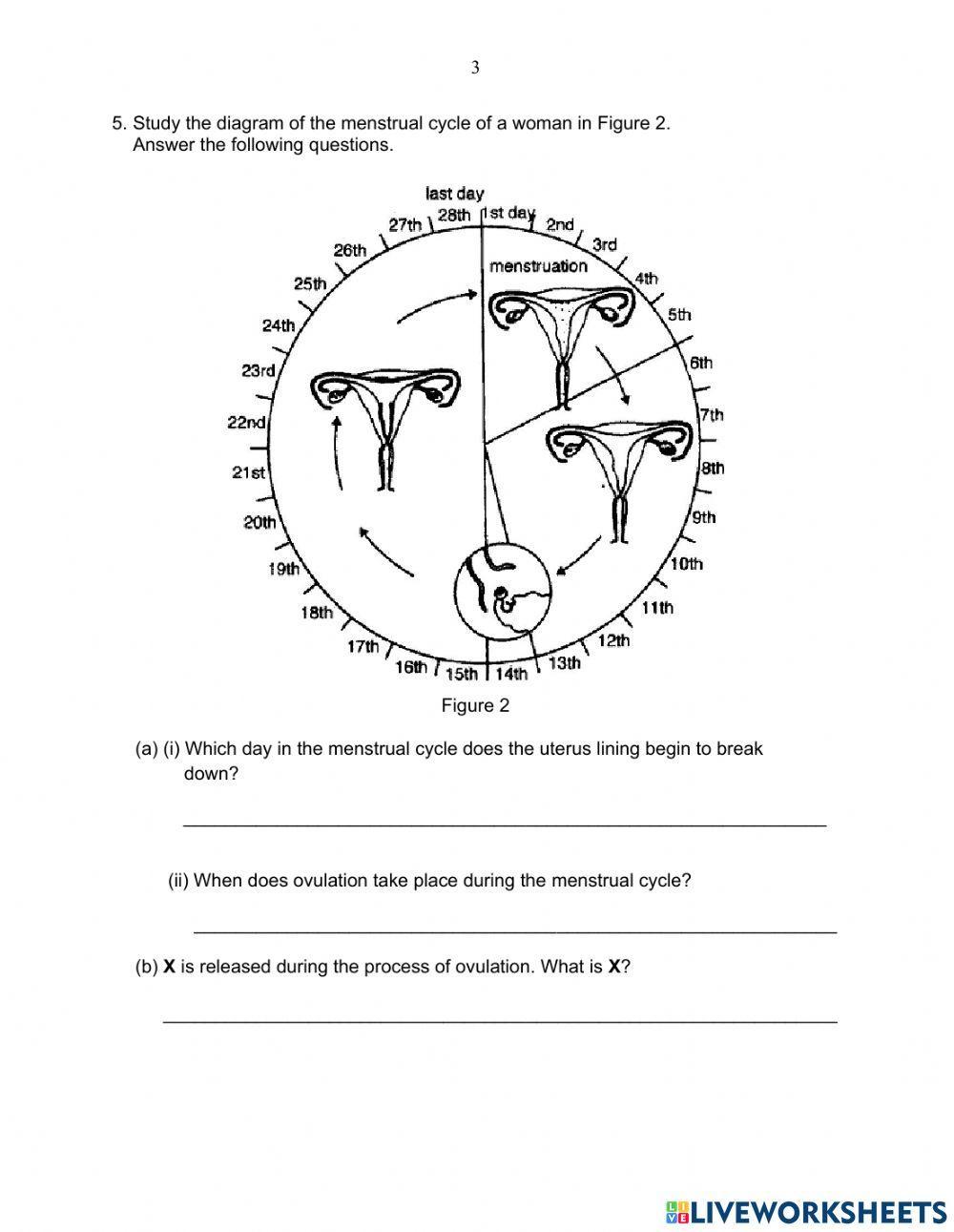 Exercise 15.3 (Ovulation, menstruation & menstrual cycle)