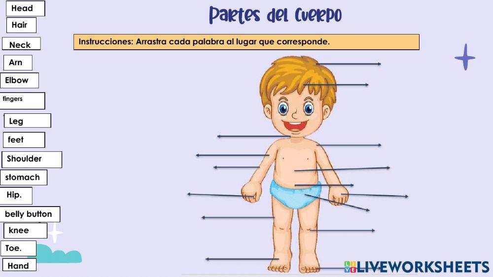 Partes del Cuerpo