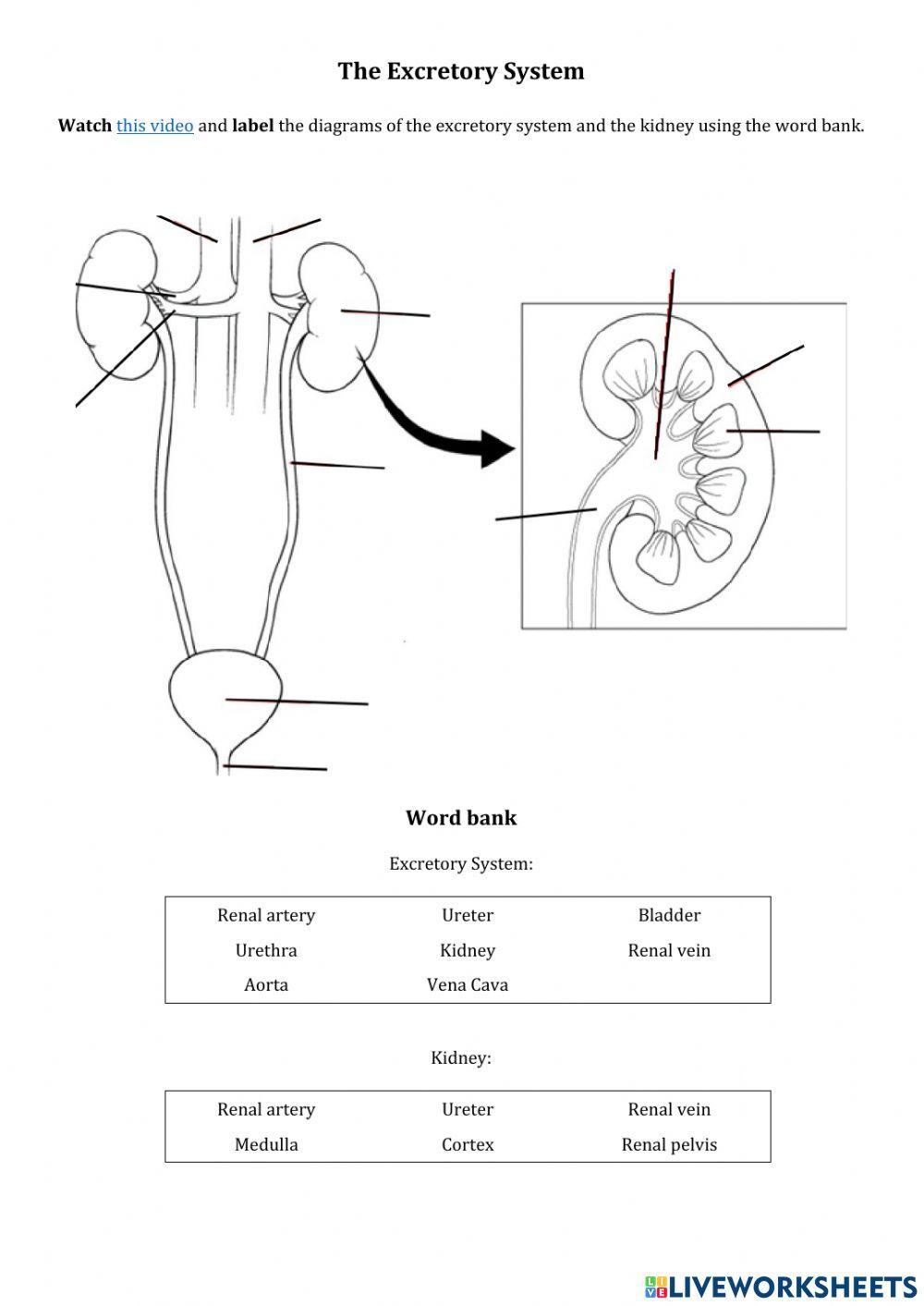 Urinary System and Kidney