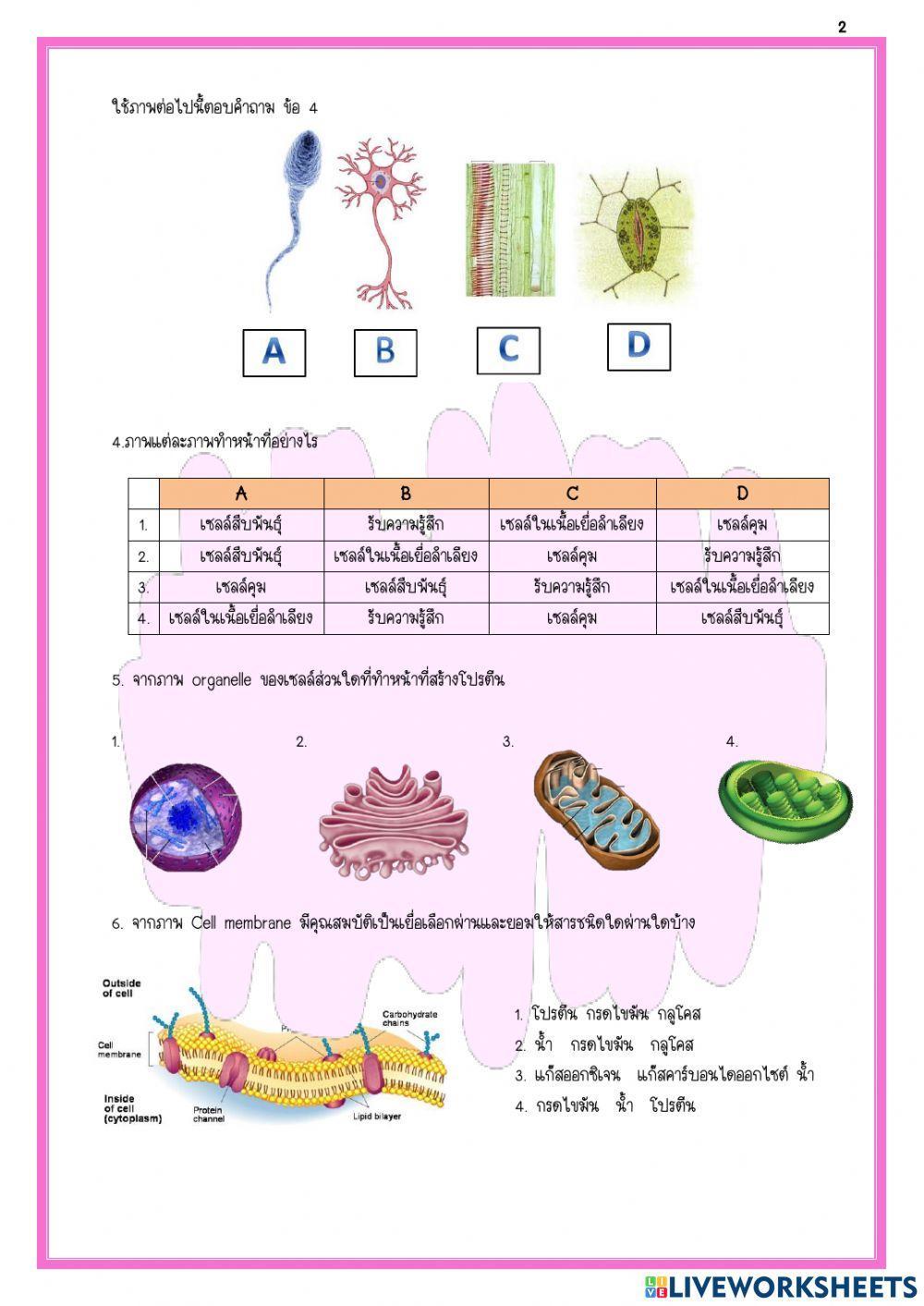 ข้อสอบเก็บคะแนน เรื่อง เซลล์
