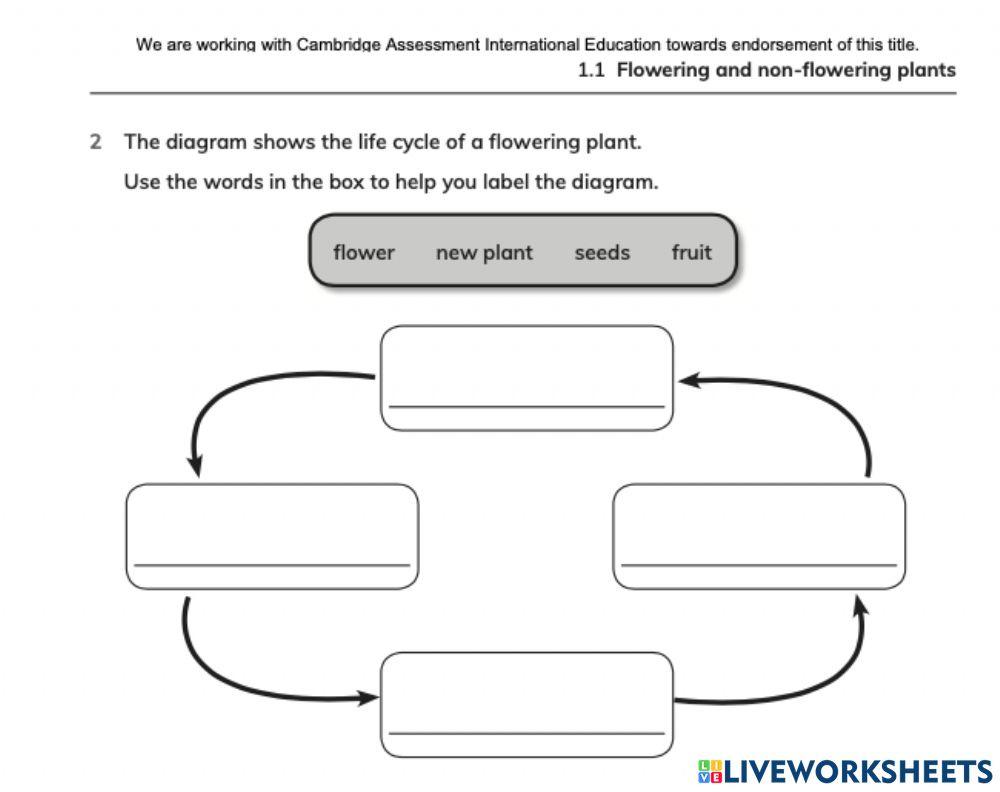 Cycle of a flowering plant