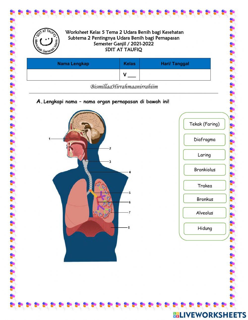 Organ Pernapasan Manusia