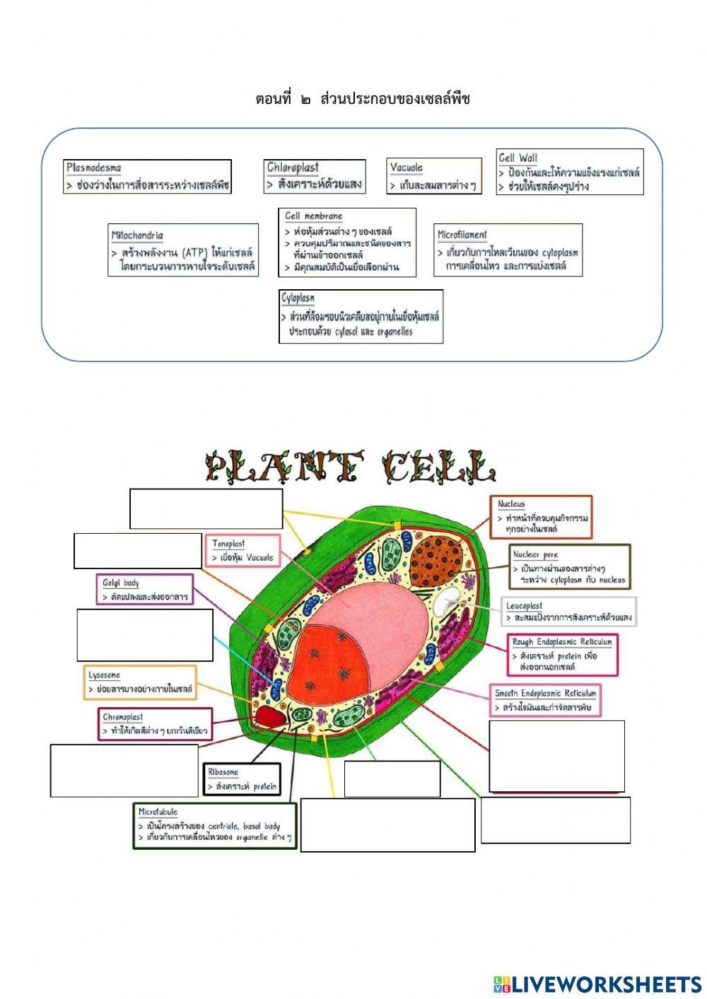 ส่วนประกอบของเซลล์
