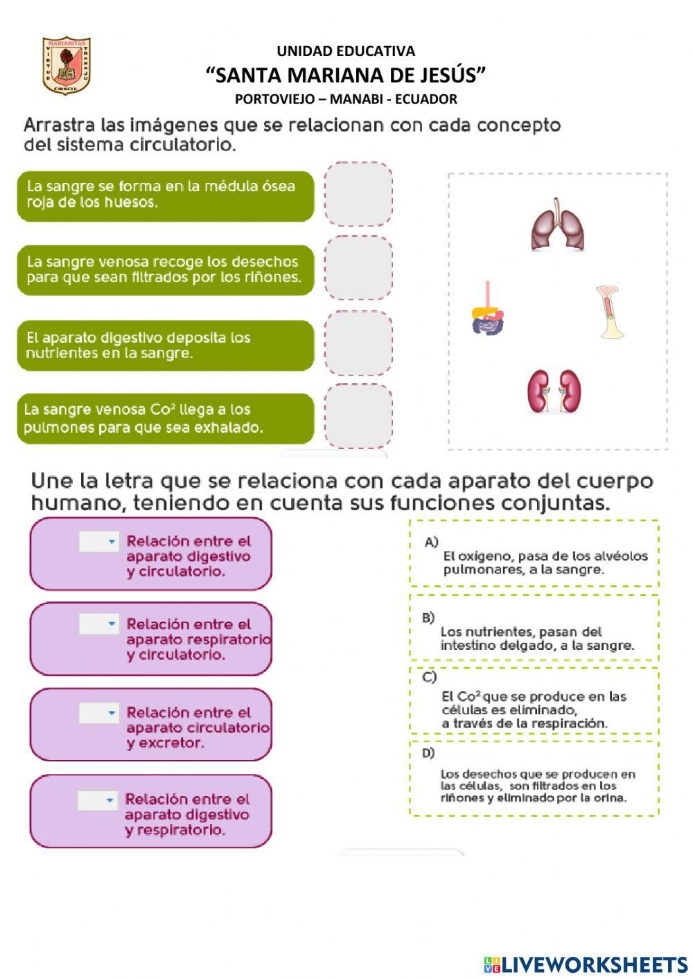 Relación entre los Aparatos del Cuerpo Humano