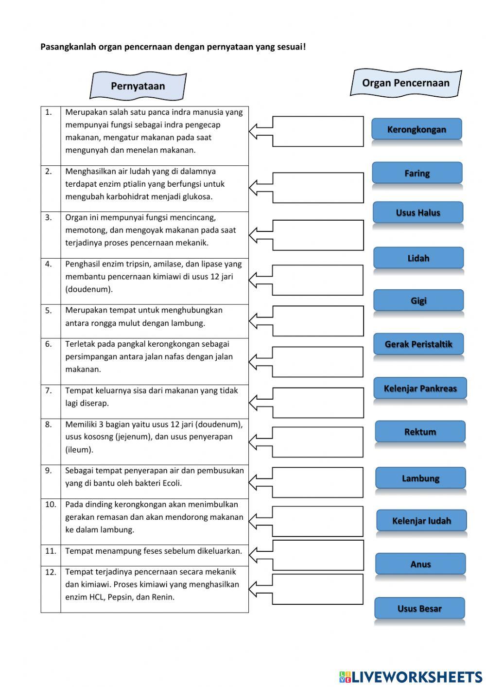 Lk Sistem Pencernaan Manusia