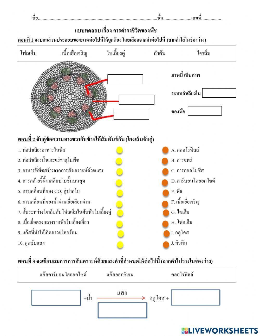 การดำรงชีวิตของพืช