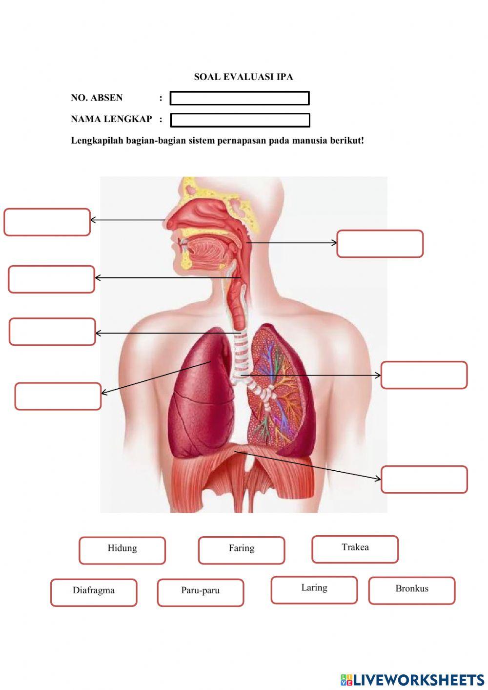 Sistem Pernapasan pada Manusia