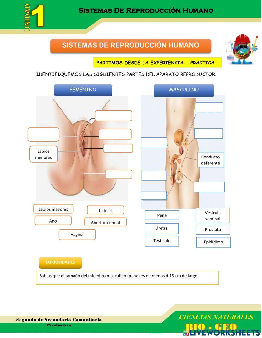 Sistema reproductor humano