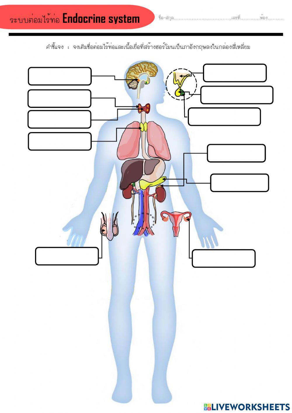 Endocrine system online exercise for Live Worksheets