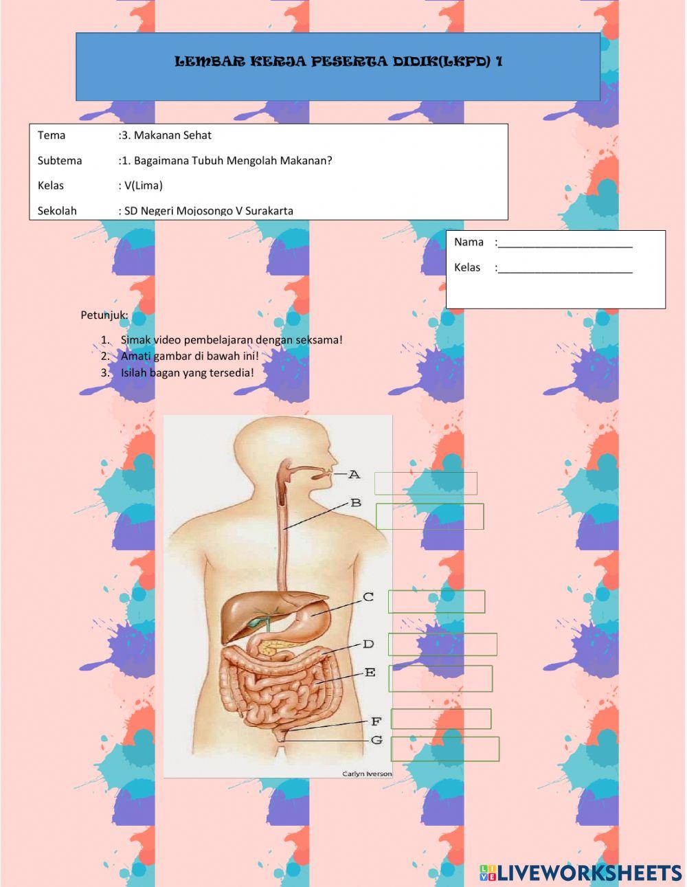 Organ pencernaan manusia