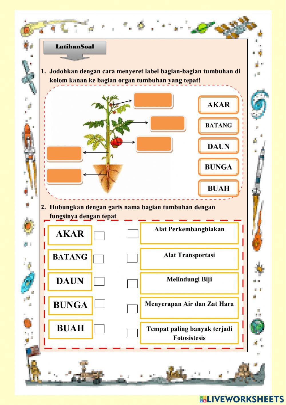 Struktur dan Fungsi Organ Tumbuhan
