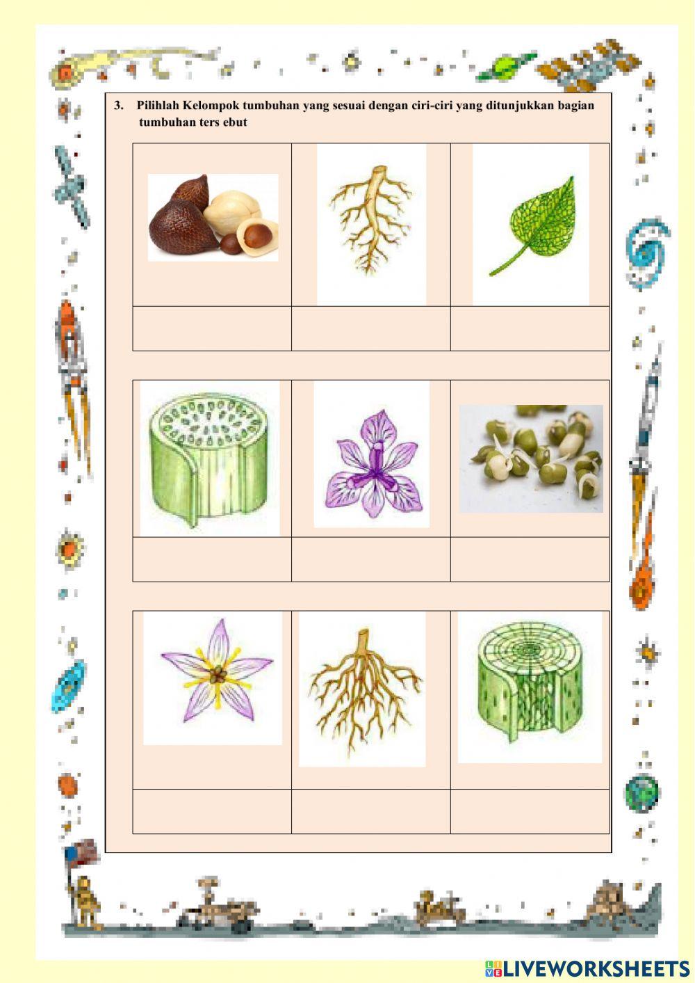 Struktur dan Fungsi Organ Tumbuhan