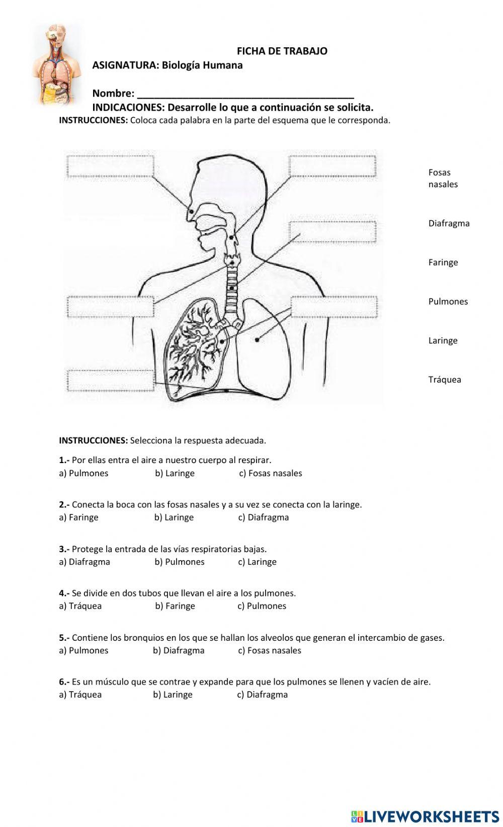 Sistema Respiratorio Sistema Respiratorio